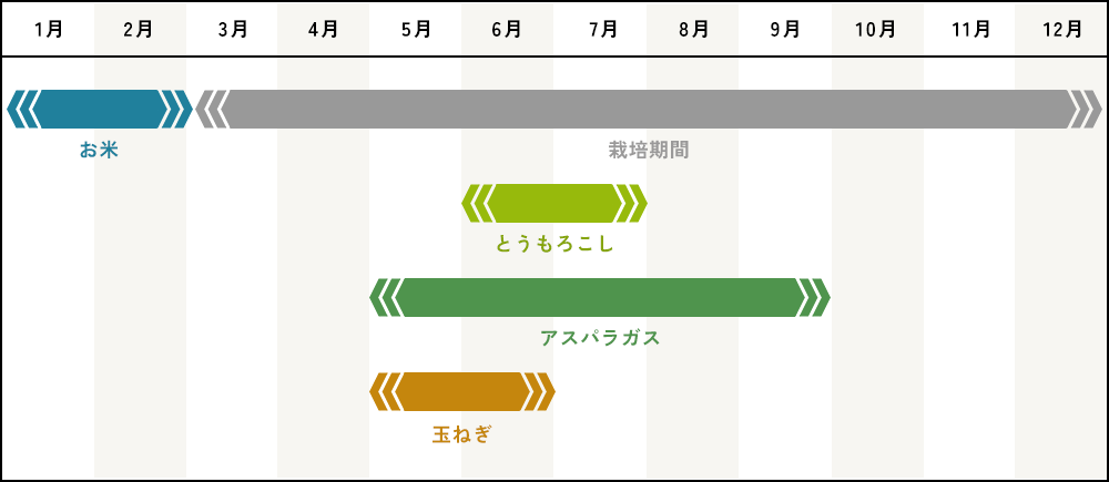 栽培シーズン