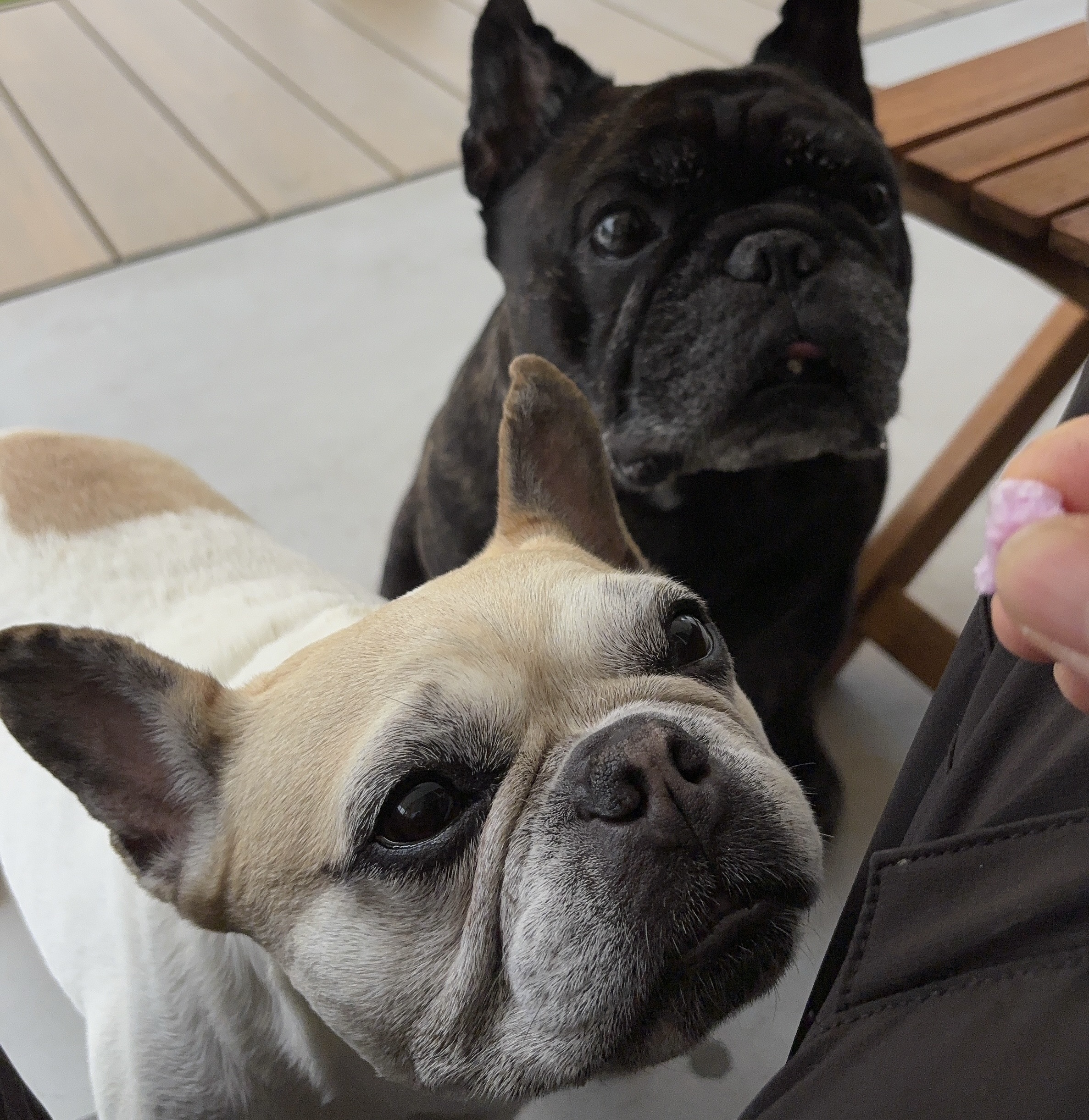 ペットのおやつ製造販売