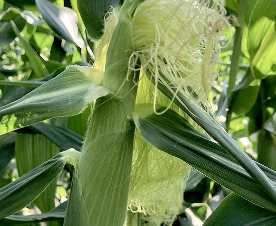 野菜の栽培